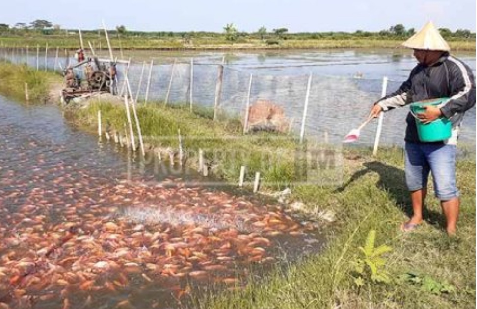 Dislutkan Kalteng Dampingi Pelaku Usaha Perikanan di Kawasan Food Estate