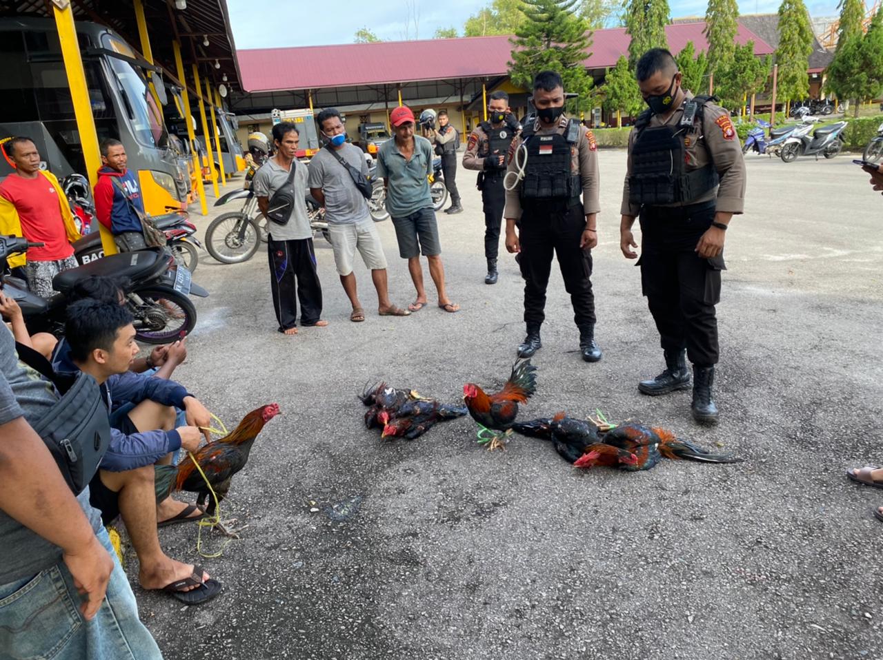 Polisi Gerebek Judi Sabung Ayam di Jalan Buluh Merindu Palangka Raya