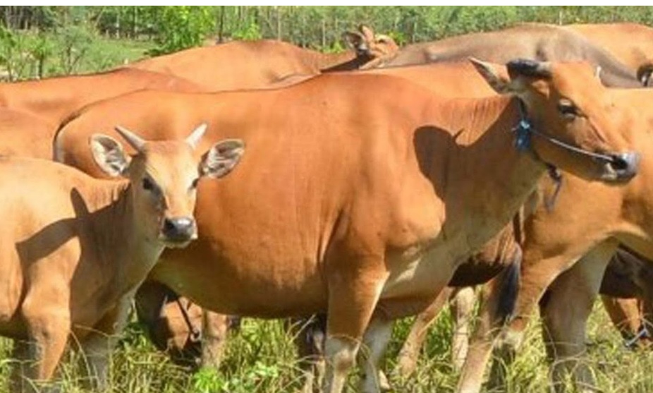 Dinas Pertanian Pastikan Sapi di Pulpis Bebas Virus Jembrana