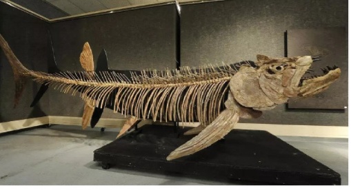 Wow!  Ditemukan  Fosil Ikan Predator Raksasa Berusia 70 Juta Tahun di Patagonia